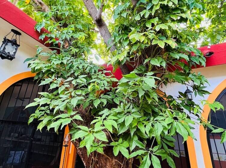 Bed and Breakfast Casa Tres Colibries