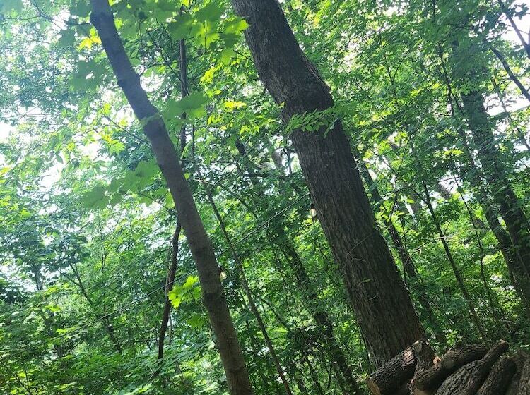 Отель The Treetop Hideaways At Ruby Falls