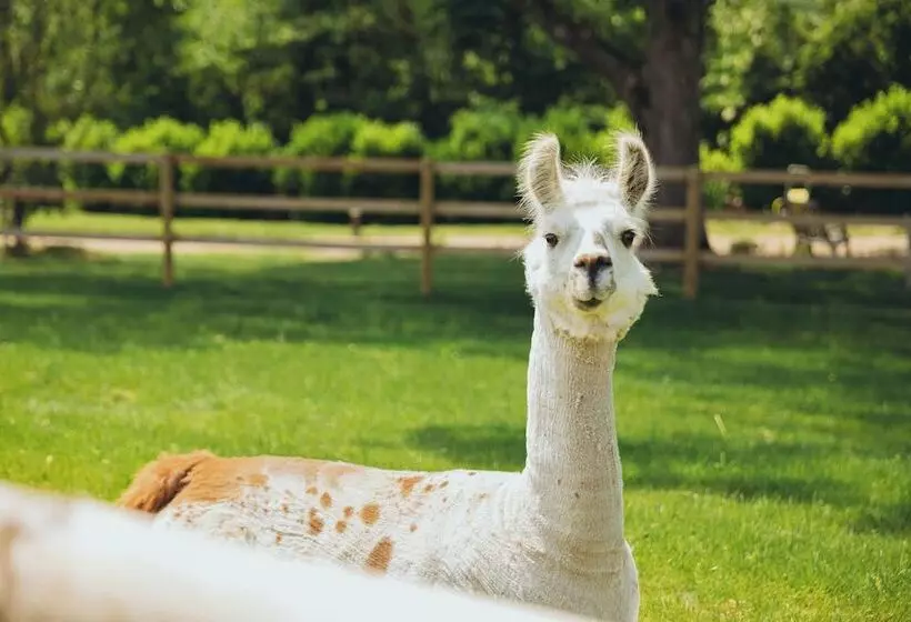 ペンション Le Bois D Alice