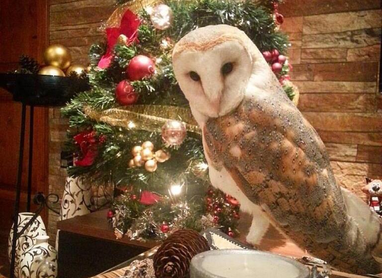 تختخواب و صبحانه Sunshine Court Budget