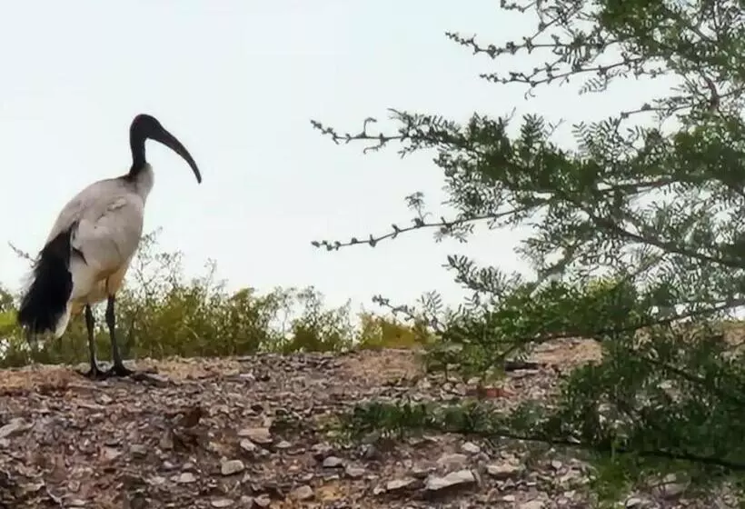 Majatalo Magoos On 62