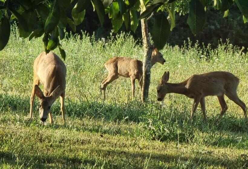 פנסיון Chambre D Hôtes