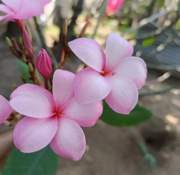 ペンション El Paraiso De Carmen
