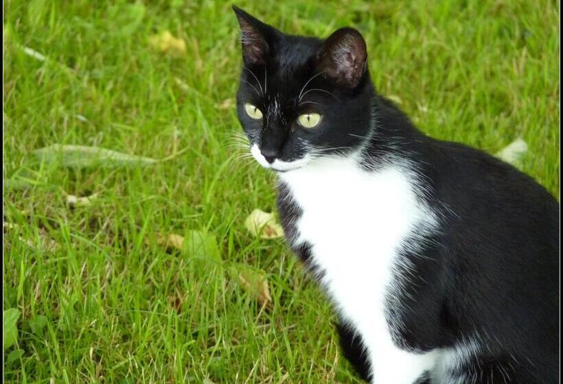 ベッドアンドブレックファースト La Vieille Maison De Pensol