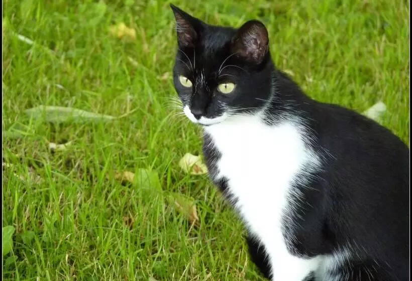 ベッドアンドブレックファースト La Vieille Maison De Pensol