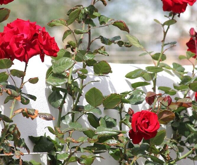 פנסיון Intorno Al Fico