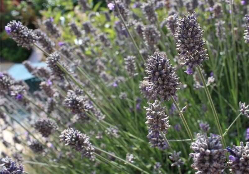 بنسيون Bendene Townhouse