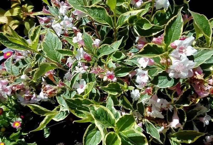 ベッドアンドブレックファースト Auberge Du Fraizier