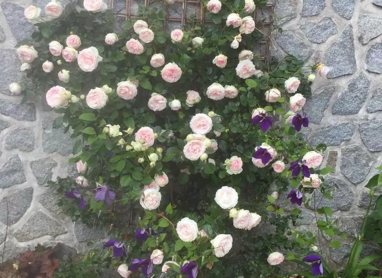 Aamiaismajoitus (B&B) Villa Des Glycines
