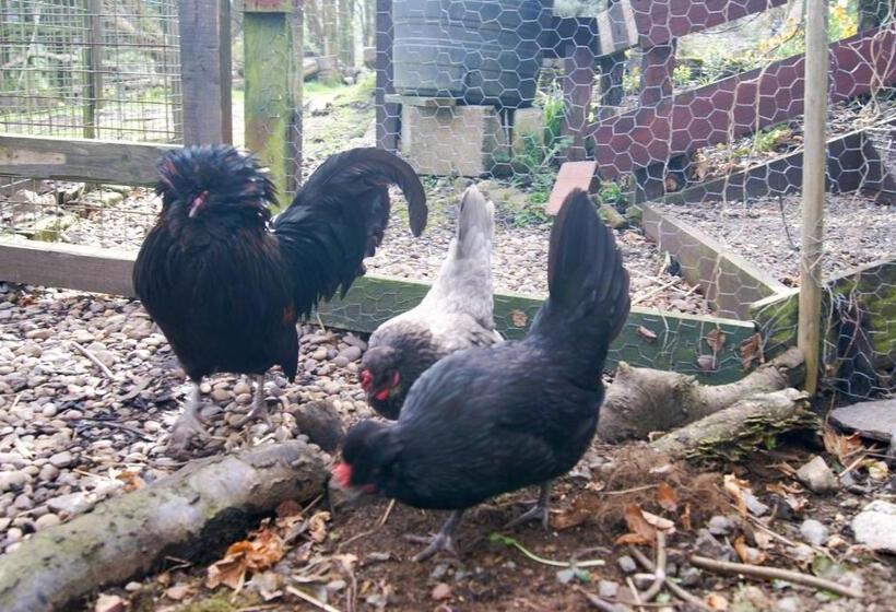 Aamiaismajoitus (B&B) Craignair Cottage