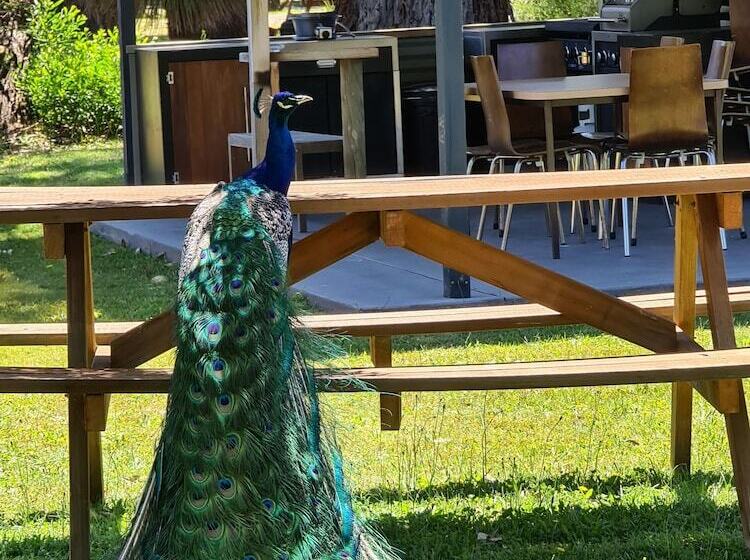 Halls Haven Holiday Units