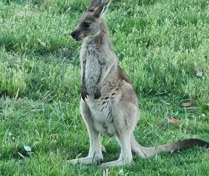 Halls Haven Holiday Units