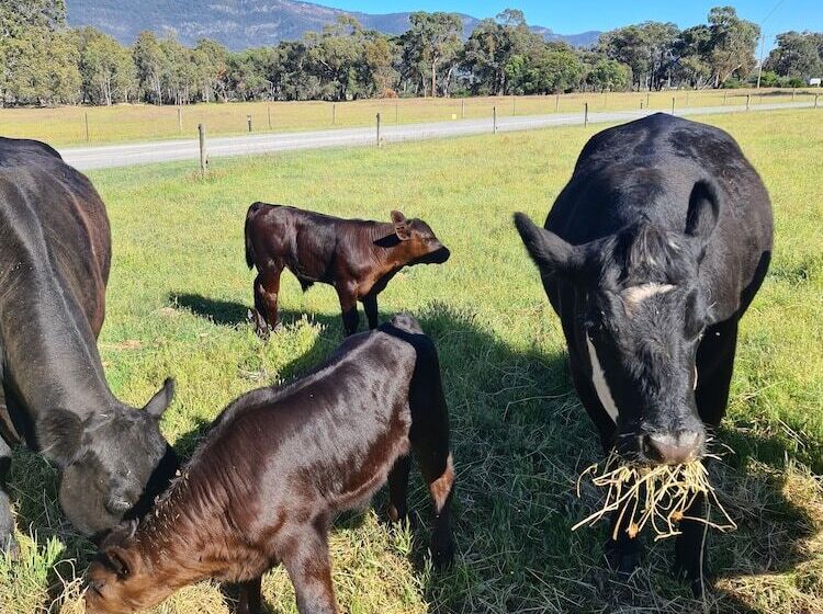 Halls Haven Holiday Units