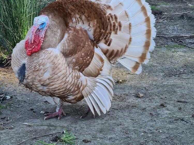 Halls Haven Holiday Units