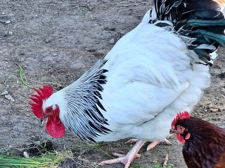 Halls Haven Holiday Units