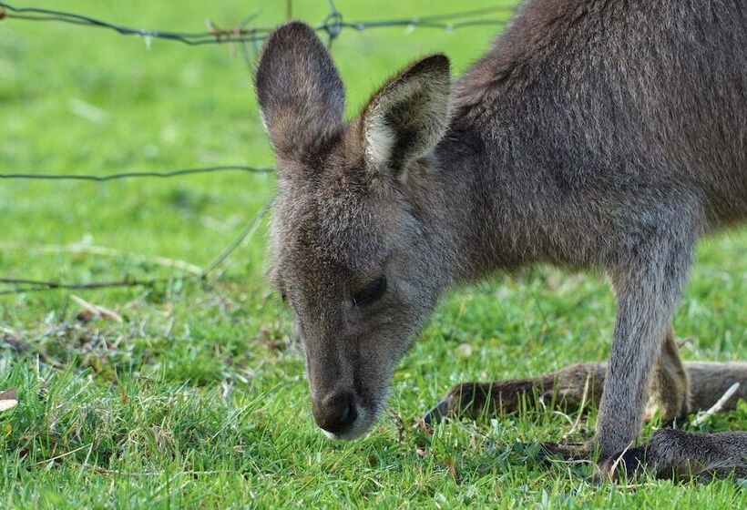 Halls Haven Holiday Units