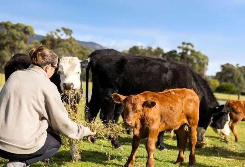 Halls Haven Holiday Units