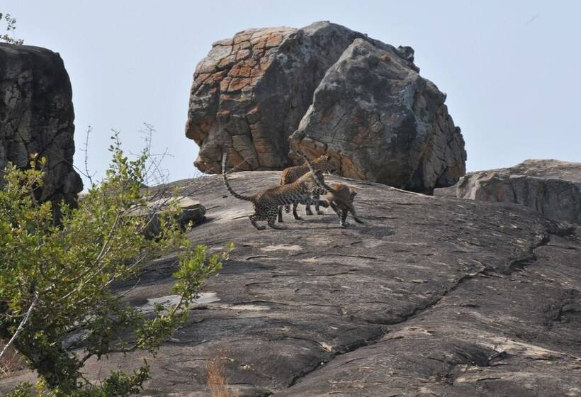 Hotelli Back Of Beyond   Safari Lodge Yala