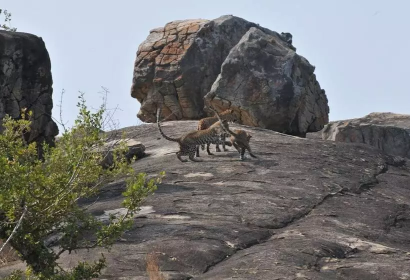 ホテル Back Of Beyond   Safari Lodge Yala