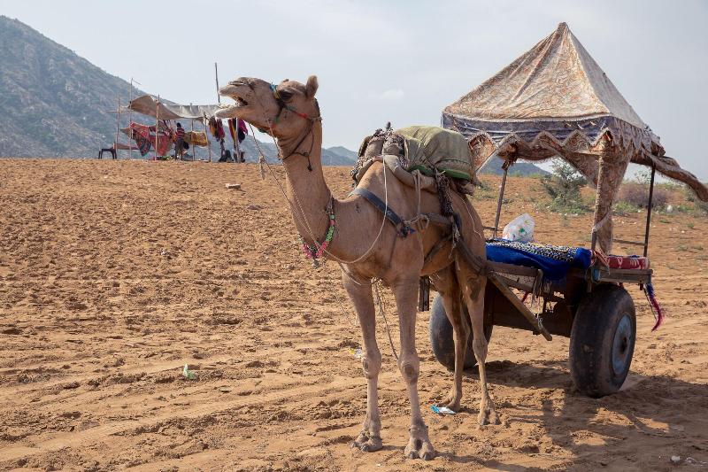 בית מלון כפרי The Westin Pushkar Resort & Spa