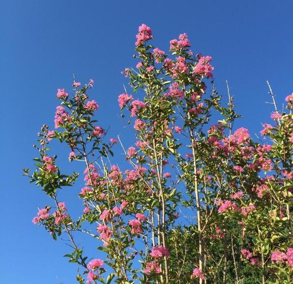 Bed and Breakfast Les Centaurines