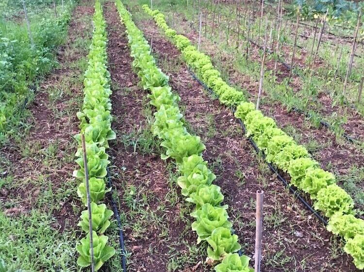 هتل Casamediterranea