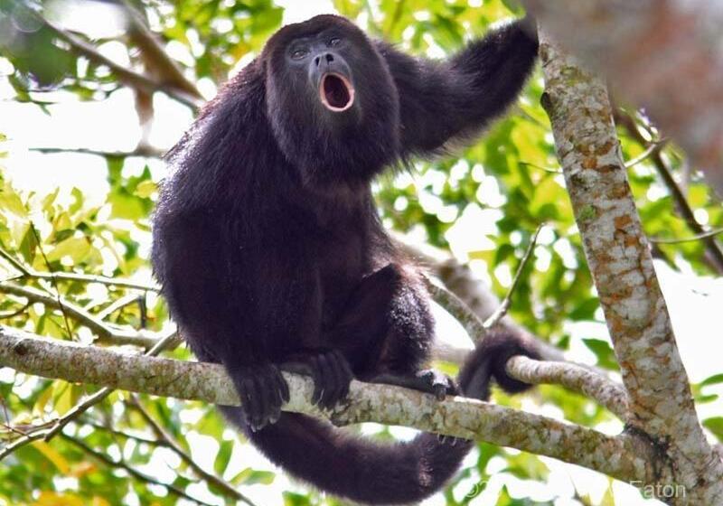 هاستل Corcovado Adventures