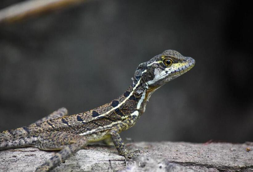 هاستل Corcovado Adventures