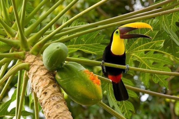 هاستل Corcovado Adventures