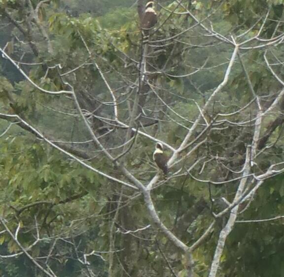 Bed and Breakfast Eden Tica Lodge