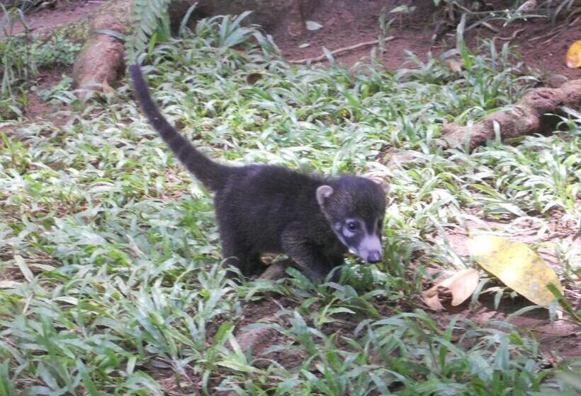 Bed and Breakfast El Tucan Jungle Lodge