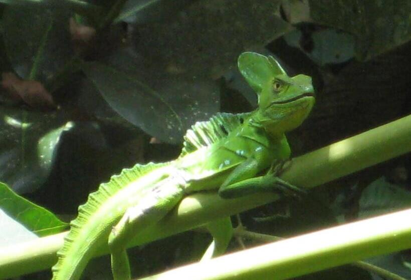 Bed and Breakfast El Tucan Jungle Lodge