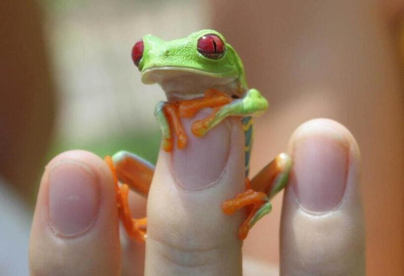 Bed and Breakfast El Tucan Jungle Lodge