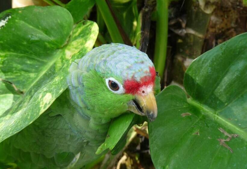 Bed and Breakfast El Tucan Jungle Lodge