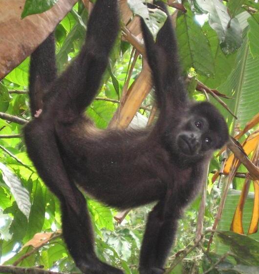 Bed and Breakfast El Tucan Jungle Lodge