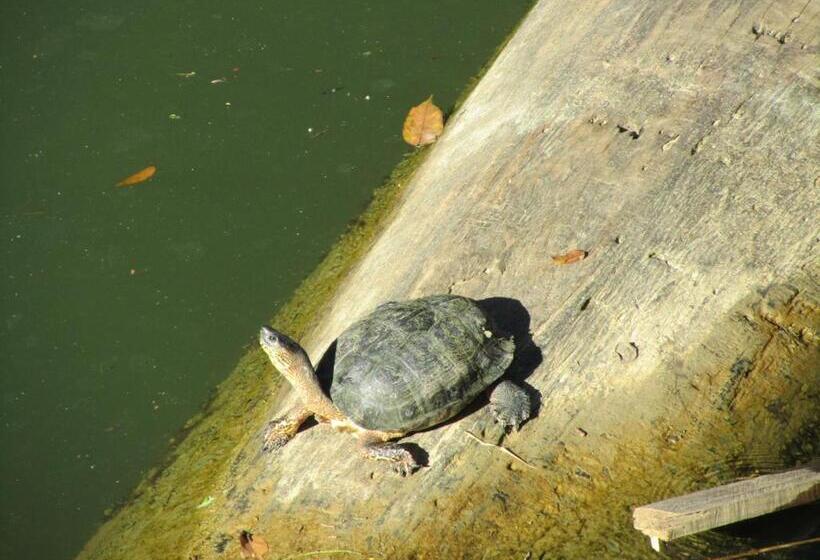 Bed and Breakfast El Tucan Jungle Lodge
