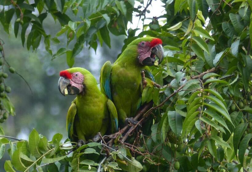 Bed and Breakfast El Tucan Jungle Lodge