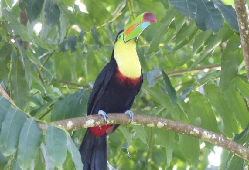 Bed and Breakfast El Tucan Jungle Lodge