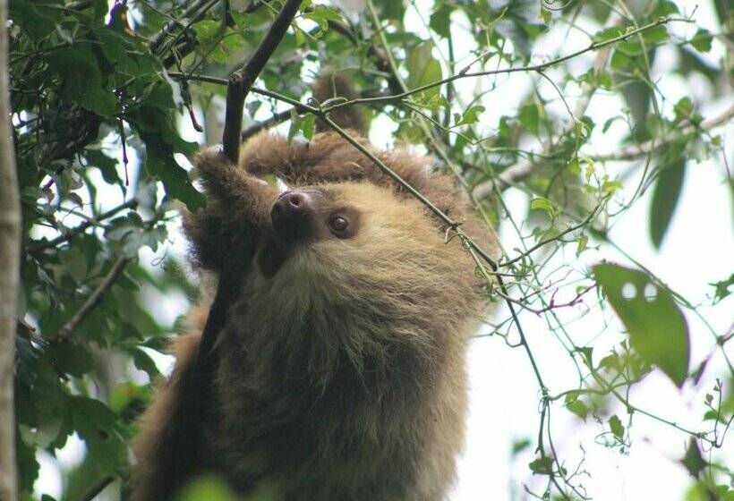 فندق Bosque Verde Lodge