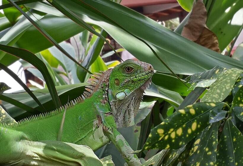 هتل Pochote Grande