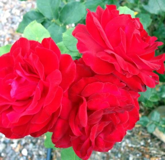 فندق The Red Rooster Lodge