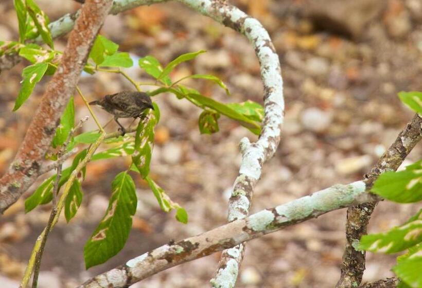 Общежитие Hostal Suiza