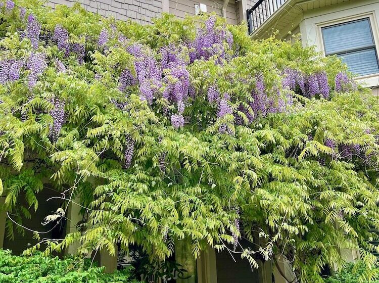 ホテル Norfolk Guest House Inn