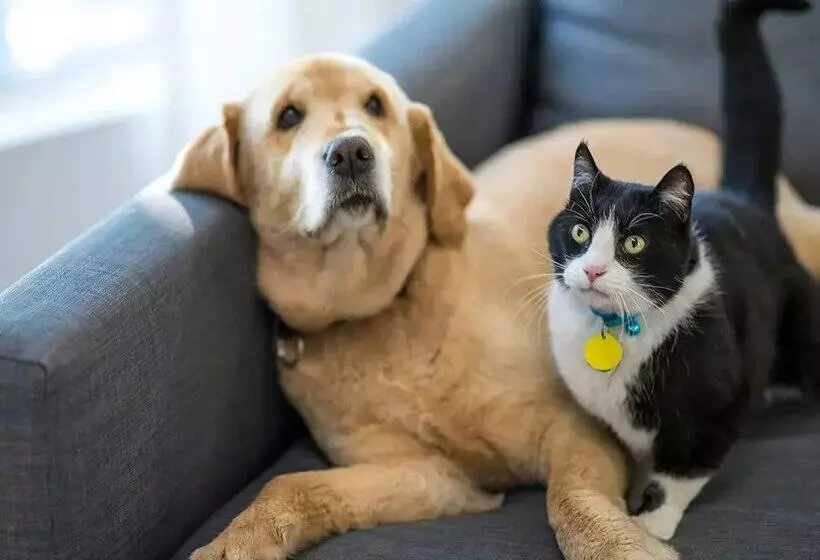 Apartamentos Paradis Blanc Deluxe 3000