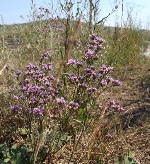 Csipkeszeg Bed & Breakfast Sic / Szék Romania
