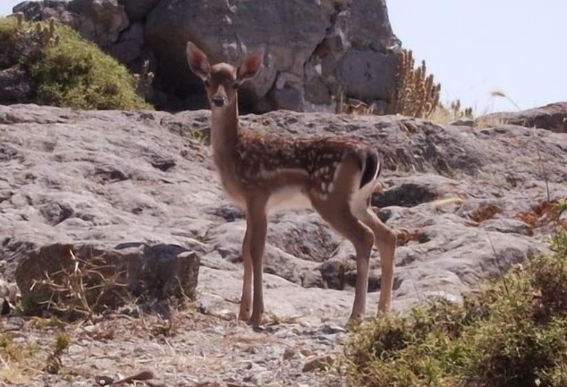 בית מלון כפרי Amygdalies Apartments