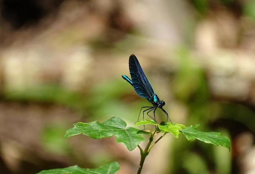 ホテル Der Florenberg   Gipfel Für Genießer