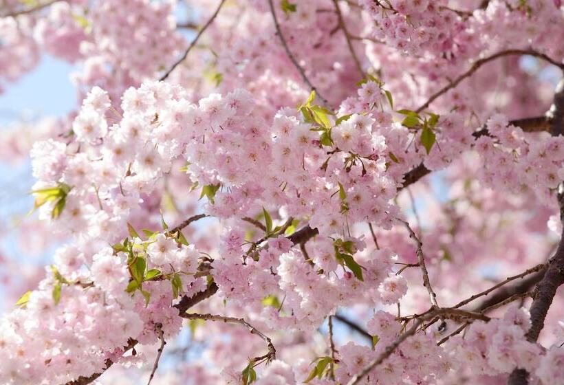 Kawaguchiko Country Cottage Ban