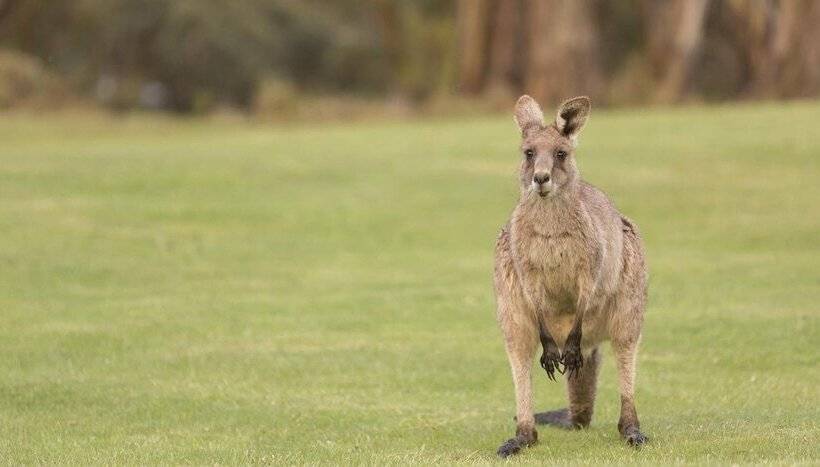 Lake Crackenback Resort & Spa