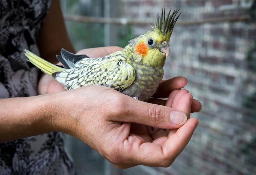 צימר Chambres D Hôtes Lille Aux Oiseaux